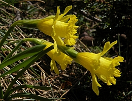 Narcissus jacetanus ssp. vasconicus © Teresa Farino