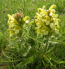 Pedicularis schizocalyx © Teresa Farino