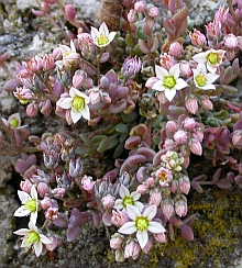 Thick-leaved Stonecrop - Sedum dasyphyllum © Teresa Farino