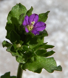 Venus's-looking-glass - Legousia hybrida © Teresa Farino