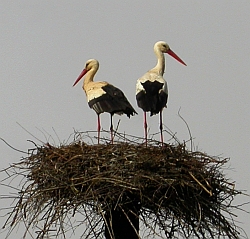 White Storks - Ciconia ciconia © Teresa Farino