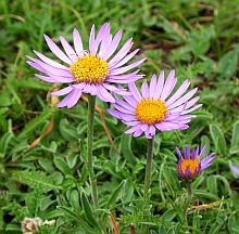 Alpine Aster - Aster alpinus © Teresa Farino