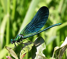 Beautiful Demoiselle - Calopteryx virgo meridionalis © Teresa Farino