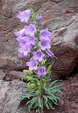 Pyrenean Bellflower - Campanula speciosa © Teresa Farino