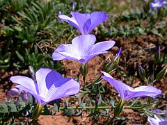 Beautiful Flax - Linum narbonense © Teresa Farino