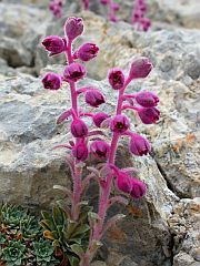 Reddish Saxifrage - Saxifraga media © Teresa Farino