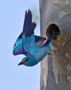 Roller in flight © Ramon Faura