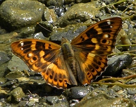 Lesser Purple Emperor – Apature ilia f. clytie