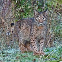 Iberian Lynx - Lynx pardinus © John Muddeman