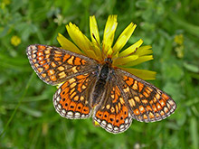 Marsh Fritillary - Euphydryas aurinia © John Muddeman