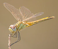  - red-veined-darter