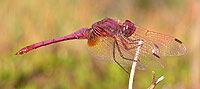 Spain - Dragonflies & Damselflies - Violet Dropwing © John Muddeman
