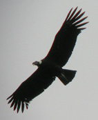 Andean Condor © John Muddeman