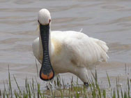 Birds of Extremadura, Spain - Eurasian Spoonbill © John Muddeman