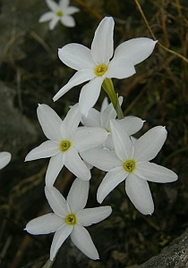 Autumn Narcissus – Narcissus serotinus