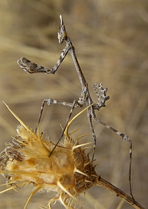 Conehead mantis nymph – Empusa pennata