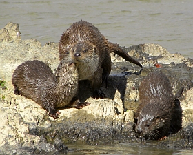 Otter mother and cubs – Lutra lutra 