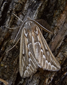 Scalloped Blush – Compsoptera jourdanaria 