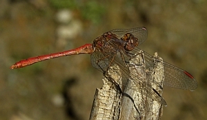 Southern Darter – Sympetrum meridionale