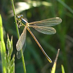 Migrant Spreadwing - Lestes barbarus © John Muddeman