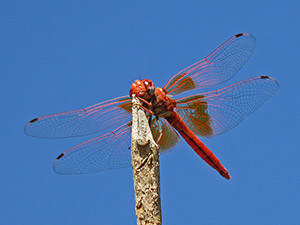 Orange-winged Dropwing - Trithemimis kirbyi © John Muddeman