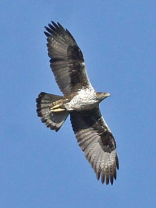 Bonelli's Eagle - Aquila fasciata © Santiago Villa