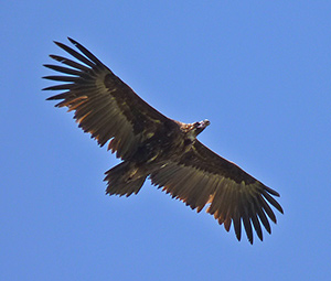 Eurasian Black Vulture - Aegypius monachus © John Muddeman