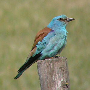 European Roller - Coracias garrulus © John Muddeman