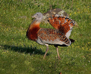 Great Bustard - Otis tarda © Javier Esteban Pozo