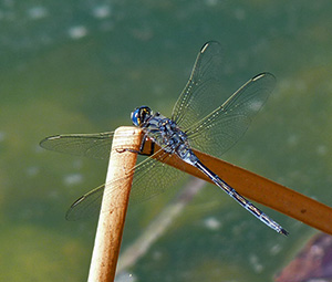 Long Skimmer - Orthetrum trinacria © John Muddeman