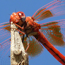 Orange-winged Dropwing - Trithemis kirbyi © John Muddeman