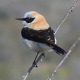 Black-eared Wheatear - Oenanthe hispanica © John Muddeman