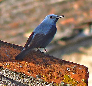 Blue Rock Thrush - Monticola solitarius © John Muddeman