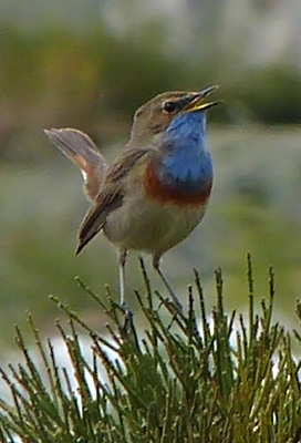 Bluethroat - Luscinia svecica © John Muddeman