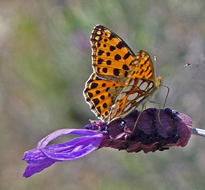 Queen-of-Spain Fritillary - Issoria lathonia © John Muddeman