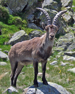 Spanish Ibex - Capra hispanica © John Muddeman