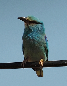 European Roller – Coracias garrulus