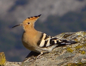 Hoopoe – Upupa epops © Teresa Farino