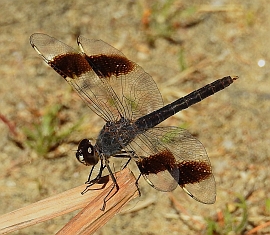 Northern Banded Groundling – Brachythemis impartita