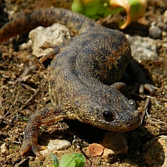 Sharp-ribbed Newt – Pleurodeles waltl © Teresa Farino