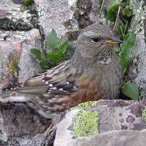 Alpine Accentor - Prunella collaris © John Muddeman