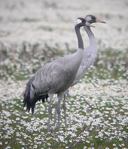 Common Crane - Grus grus © John Muddeman