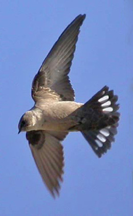 Eurasian Crag Martin - Ptyonoprogne rupestris © John Muddeman