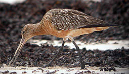 Bar-tailed Godwit summer plumage © John Muddeman