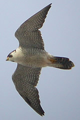 Birds of Castilla La Mancha, central Spain - Barbary falcon © John Muddeman