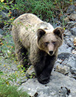 Brown Bear – Ursus arctos