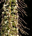 LIzard Orchid – Himantoglossum hircinumm © Teresa Farino