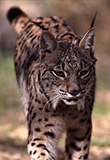 Iberian Lynx © F. J. Garcia