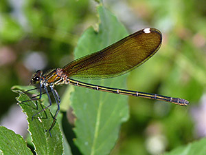 Copper Demoiselle - Calopteryx haemorrhoidalis © John Muddeman