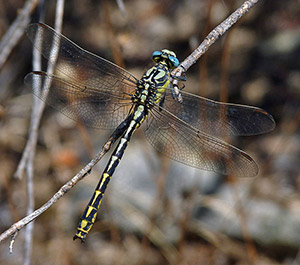 Pronged Clubtail - Gomphus graslinii © John Muddeman